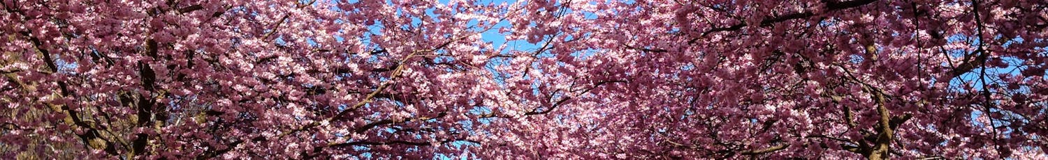 Blommande körsbärsträd